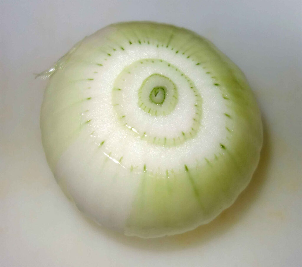 丸ごと白い玉ねぎの断面図